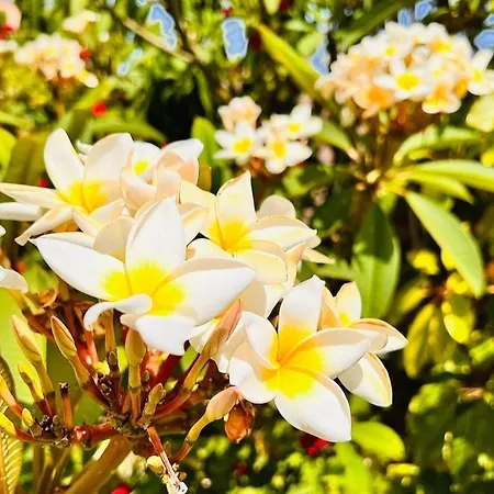 Kalfajar Casa di campagna *